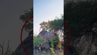 leopard walking on the hill #ytshorts #shorts #viral