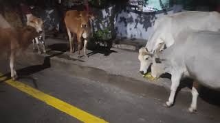 Feeding Stray Cows and Street Doggy || Lockdown Day 06 || Odisha || COVID 19 - 2nd wave