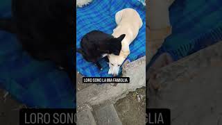 Ogni tanto ci vuole un bel VAFFANCULO soprattutto nei confronti di chi non AMA GLI ANIMALI 🐶🐕♥️♥️