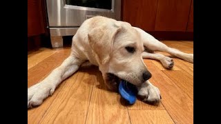 MY DOG ATE MY ORTHOTICS!