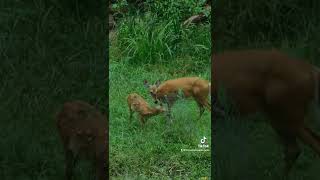 Adorable doe and fawn