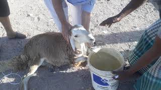 qurbani video today | sheep qurbani |  emotional qurbani | saudi Arabia | #eidmubarak #sheep