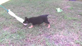 VomWeiland German shepherd puppy Black Paws boy with  tug Oct 7, 2011.AVI