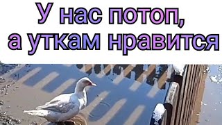 У нас потоп. Погода в Пятигорске #shorts