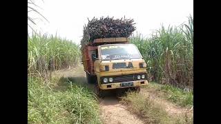 Umplung hampir tumbang roda sampek ngangkat || Umplung menolak punah || Tebu mania || Truk tebu