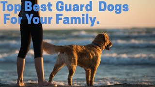 Top Best Guard Dogs of 2023 That Will Blow Your Mind