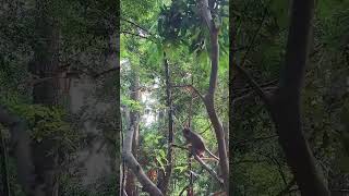 New Born Monkey seem as no milk But they are happy on tree #shortsvideo