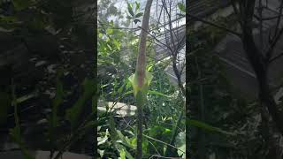 Amorphophallus asper in full bloom #amorphophallusasper #javaniskaelflora