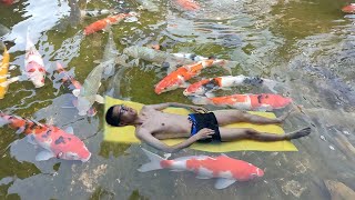 The World's Number One Largest Pet Koi Fish