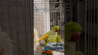 #shorts #short #tiktok #kiss parrot 💋🦜🦜#Funny Parrot #funny animals #birds #cute