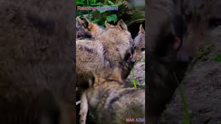 Chal pichhe hut #attitude #wolf #wolfpack #wolfgang #wildlife #shorts #wolffamily #jungle #viral