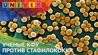 УЧЕНЫЕ КФУ ПРОТИВ СТАФИЛОКОККА