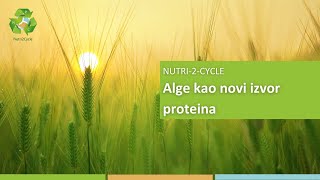 N2C Alge kao novi izvor proteina