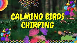 Calm Bird Sounds | Birds Singing Nature Sounds | Calming Birds Chirping