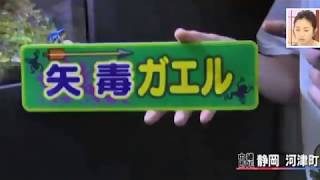 日本最大　カエルの展示館