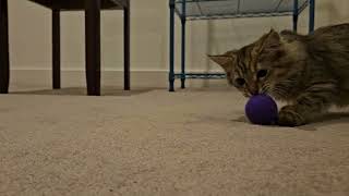 Acorn's Purple Ball #kittenplaying