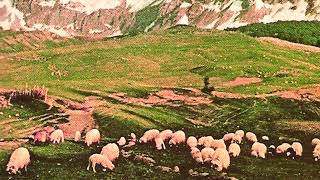 Alpine Sheep Compilation