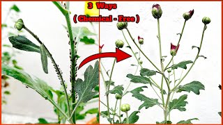 3 Chemical Free Ways To Control Sevanti Insects #Guldaudiinsect #Chrysanthemumvariety