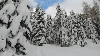 LA FORESTA DEL CANSIGLIO - BARACCA DEGLI ALPINI - COL INDES (BL)