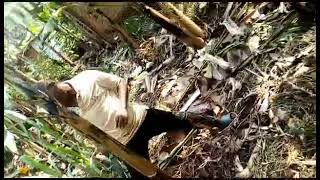 Cutting off the banana dry fibre from the banana plant. Which is a good field practice on the garden