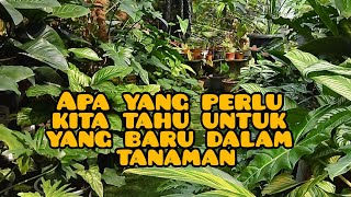 untuk yang baru nak bela pokok apa yang perlu kita buat