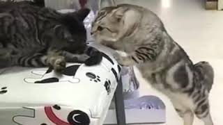 Cute and Funny Cats | Funny Videos