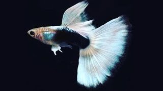 HB(Half Black) White | Pastel Tuxedo Guppy Fish