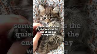 #motivational #inspirationalquotes  #inspiringmusic #cutekitten #babyanimals #positivity