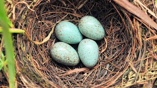 How to Build a Bird Nest I Prepare Eggs for Full Bird Development I Complete Camera Recording