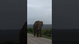 #Shorts Huge Elephant walking figuring things out #Huge Addo Elephant