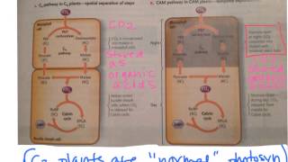 Biol 107 Tutorial C4 + CAM photosynthesis