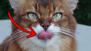 Yummy Cat Treat Inspires Cute Kitty to Show Her Tongue 😺😋 #cutecat