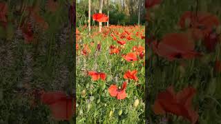 Papavero Rosso || Beautiful Wild Flowers.