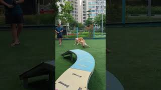 2BIG DOGS#shorts #viral #PLAYING