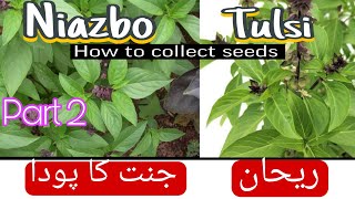 Niazbo Tulsi ke Beej Kese Lagaen| Rehan Jannat ka Poda| Niazbo ki Cutting Lagane ka Trika