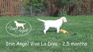 Irin Angel Viva La Diva - girl 2,5 months