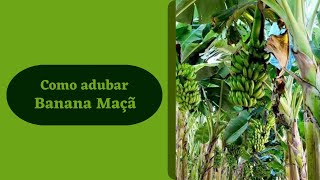 BANANA MAÇÃ - Calagem, Gessagem e Adubação de Plantio