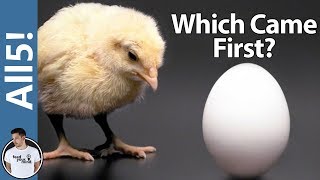 Which Came First, The Chicken Or The Egg? ANSWERED