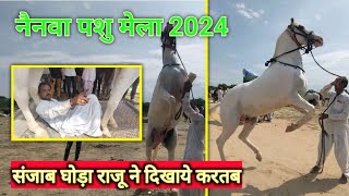 Nainwa Pashu Mela 2024 | Dehalwal ji Mela Neinwa | नैनवा पशु मेला 2024 | घोड़ा बाजार नैनवा