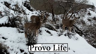 Flying Above a Snowy Provo Canyon