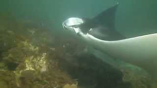 My 'Private Audience' with a Manta Ray - N/W Solitary Island