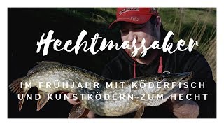 HECHTMASSAKER | ANGELN Im Frühling mit Köderfisch und Kunstködern auf Hecht | MadenBaden| Zander