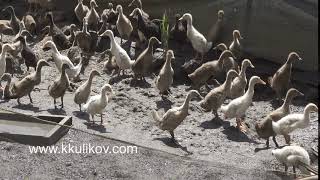 Domestic Duck in farm of Bali