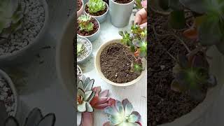 Repotting succulents