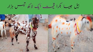 Qurbani ka sab se mahinga bakra in pakistan Mandi wah cantt