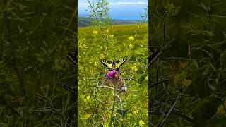 The Old World swallowtail (Papilio machaon)  butterfly above Akamas peninsula