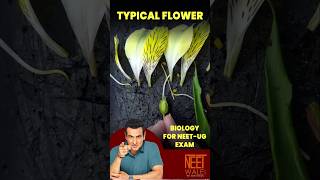 TYPICAL FLOWER |  Parts and it's functions | class 11 botany | MORPHOLOGY | #neet #biology #science