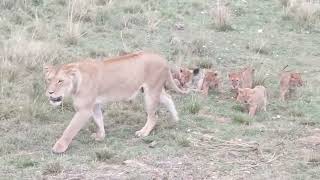 Lioness and cubs in the Serengeti!