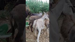 #donkey #meeting #youtubeshorts