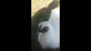 Lady Silkie up and moving fast